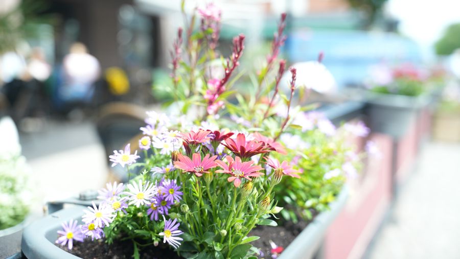 Sommarblommor
