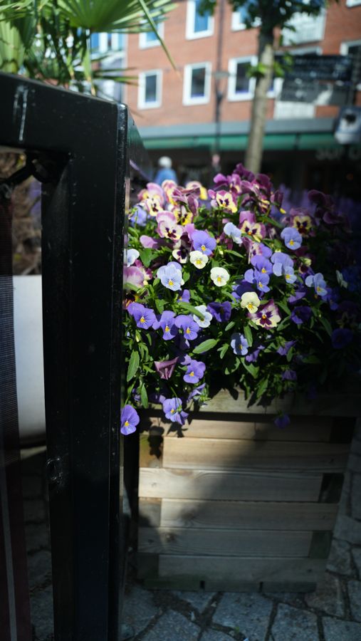 Vårblommor