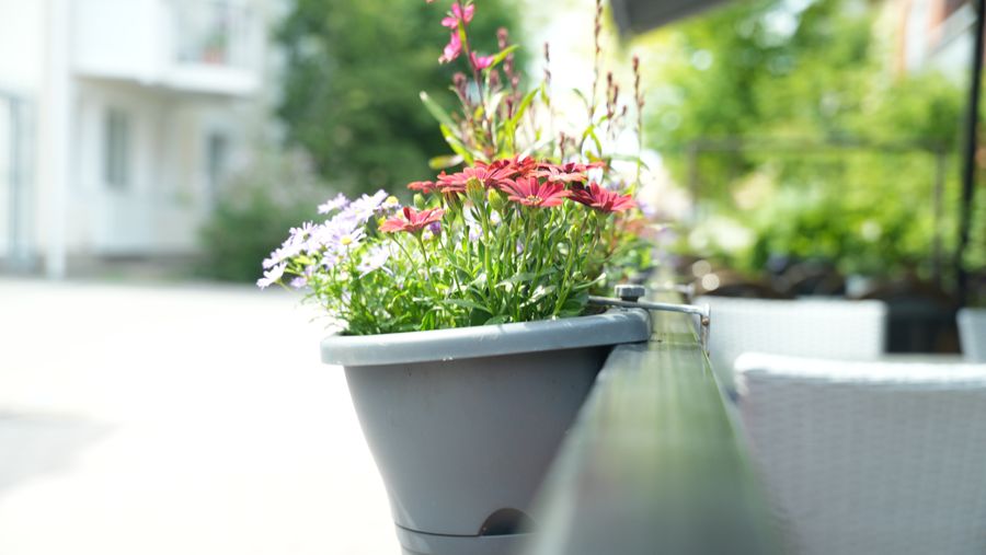Balkonglåda med rosenskära och lila prästkragar