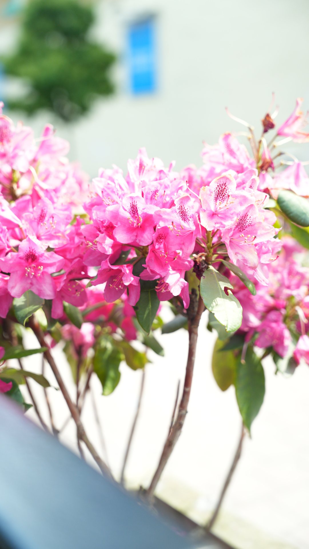 Plantering i krukor